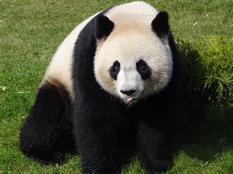 Spil untamed giant panda  april